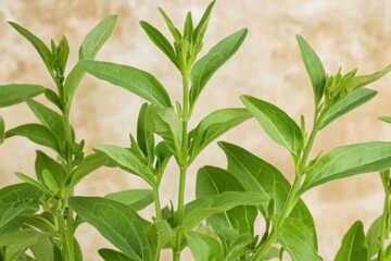 Fresh green basil leaves close up textured background