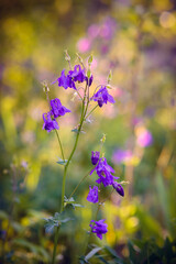Flowers in the garden. Garden with flowers