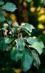Apple tree in the garden. Apples on the tree