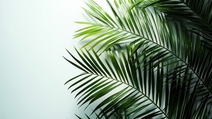 Fototapeta premium A realistic photo of palm leaves arranged against a clean gray studio background. Soft studio lighting highlights the natural green hues of the leaves, creating a crisp, clean look.