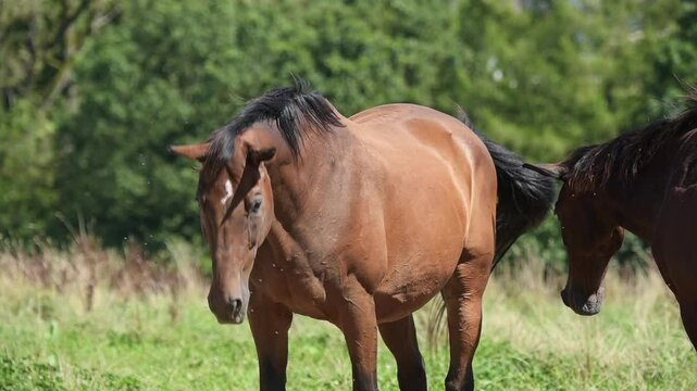 Brown horses standing in a pasture moving head up and down shaking insects and flies during summer heat