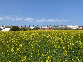 field of yellow flowers