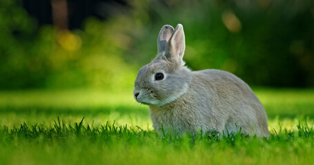 A cute gray rabbit sits attentively on a lush green lawn with a blurred natural background, creating a peaceful outdoor scene.