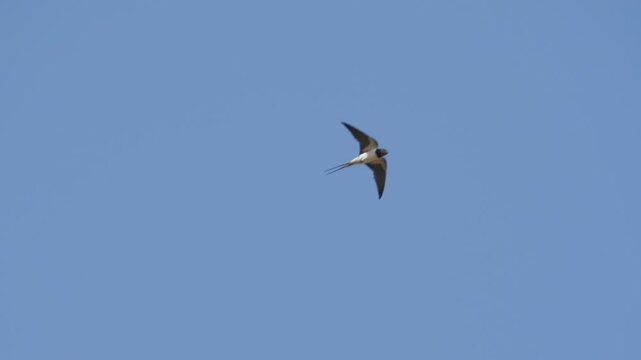 Rauschschwalbe in Super Zeitlupe fliegt vor Blauen himmel