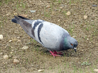 A pigeon sits on the ground. In Romania