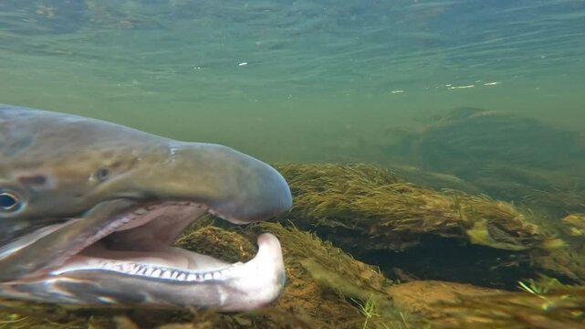 Underwater release of unharmed large Baltic Sea salmon back to Lainio river after it was caught on early August morning in Swedish Lapland. Salmon slowly swims away near river bottom.