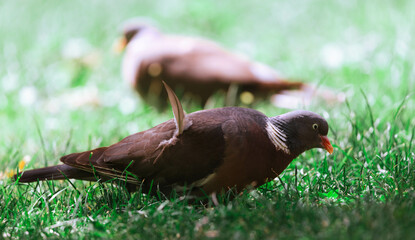 collared dove