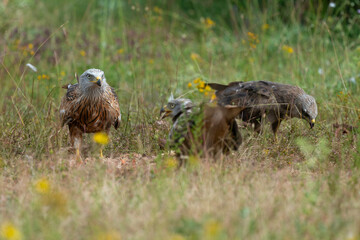 Milan royal,.Milvus milvus , Red Kite