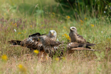 Milan royal,.Milvus milvus , Red Kite