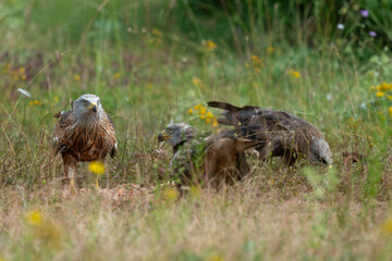 Milan royal,.Milvus milvus , Red Kite