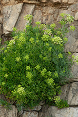 Criste marine, Crithme, Fenouil marin, Perce pierre, Crithmum maritimum