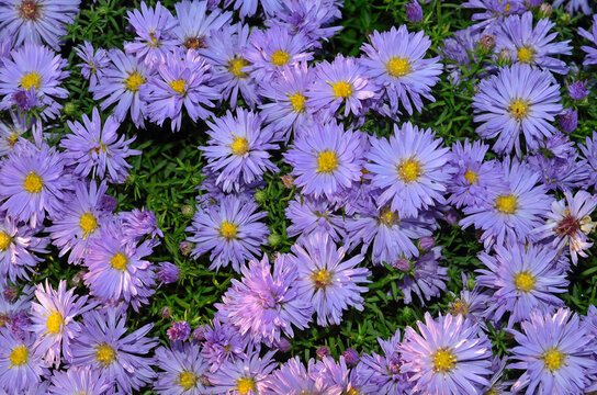 Aster dumosus 'Lady in Blue' , Aster nain