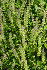 Ocimum basilicum 'Citron à petites feuilles' , Basilic