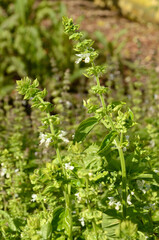 Ocimum basilicum 'Vert de Gênes' , Basilic