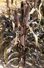 Pennisetum glaucum, Millet perle