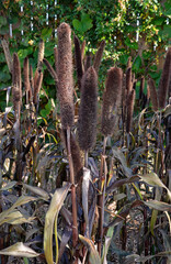 Pennisetum glaucum, Millet perle