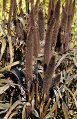 Pennisetum glaucum, Millet perle