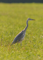 great blue heron