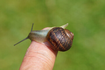 Brown Garden snail (Cornu aspersum) crawling on a finger. Family land snails ( Helicidae). Summer, July, Dutch garden.