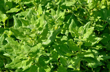 Tetragonia tetragonioides , Tetragone