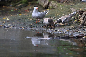 terns