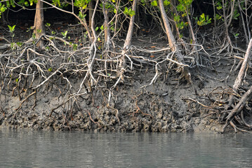 Erected Breathing Roots the Pneumatophores of mangroves trees at the World largest mangrove forest Sundarbans