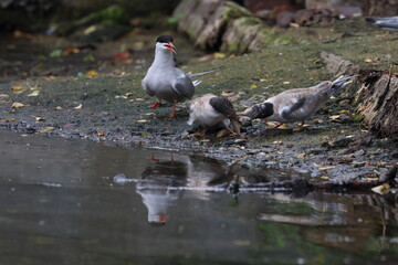 terns