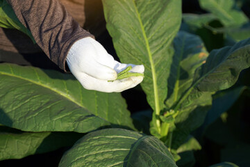 Gardeners pluck the young leaves of tobacco so that the fertilizer is applied to only the leaves...