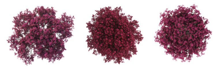 Top view of burgundy tree isolated on white or transparent background cutout PNG