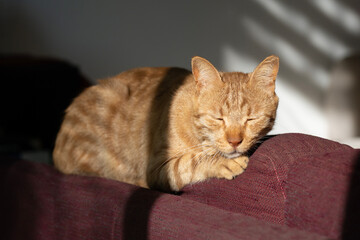 A Cat Sleeping in the Sunlight