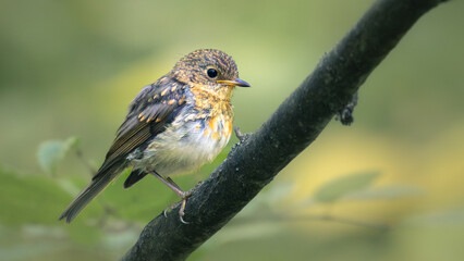 robin on a branch