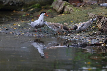 terns