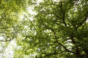 Beautiful green tree in forest, low angle view