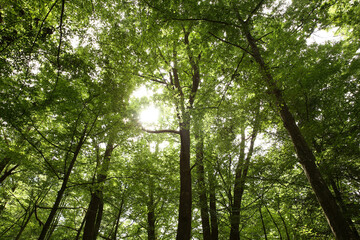 Beautiful green trees growing in forest, low angle view
