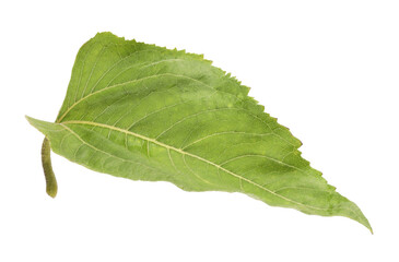 One green sunflower leaf isolated on white