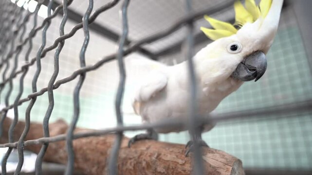 A cockatoo with a ruffled crest. Selective focus on a white cockatoo in a cage. The white parrot shakes its head in different directions. High quality 4k footage