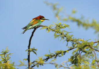 Obraz premium European bee-eater on acacia tree, Bahrain