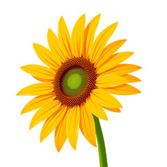 Obraz premium Bright sunflower blooming against a white background in a cheerful display