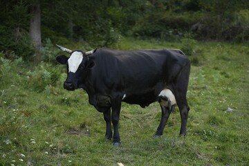 Beautiful cow grazing on green grass outdoors