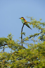 European bee-eater perched on green, Bahrain