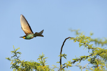 European bee-eater takeoff to catch a bee, Bahrain