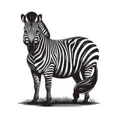 zebra vector illustration