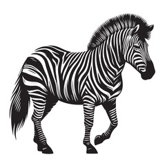 zebra vector illustration