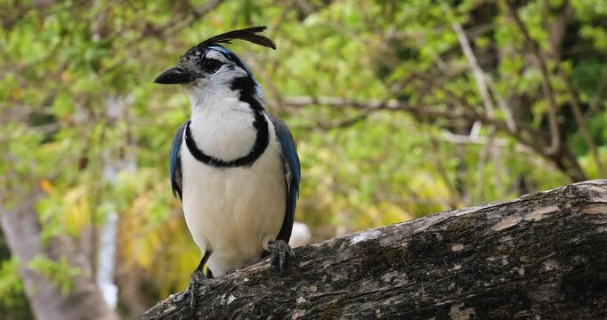 White throated magpie from Costa Rica, Central America