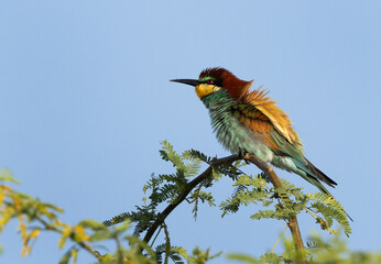 European bee-eater preening, perched on a tree at Bahrain