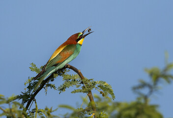 Obraz premium European bee-eater feeding a bee