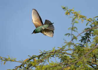 European bee-eater takeoff to catch a bee, Bahrain