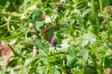 Silver-washed Fritillary butterfly (Argynnis paphia) sitting on pink flower in Zurich, Switzerland