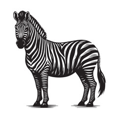 zebra vector illustration