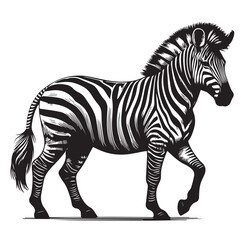 zebra vector illustration